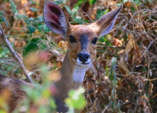 4 Days in Nyerere National Park