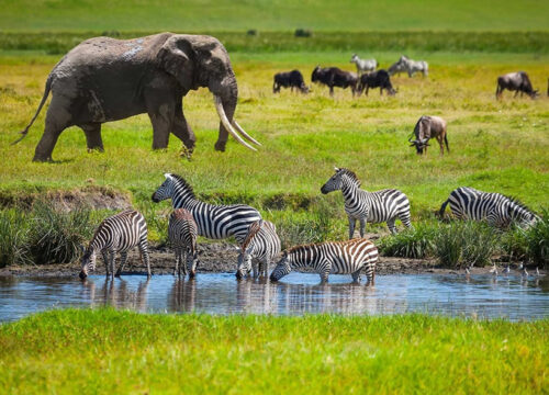 4 Days Tanzania Luxury Safari