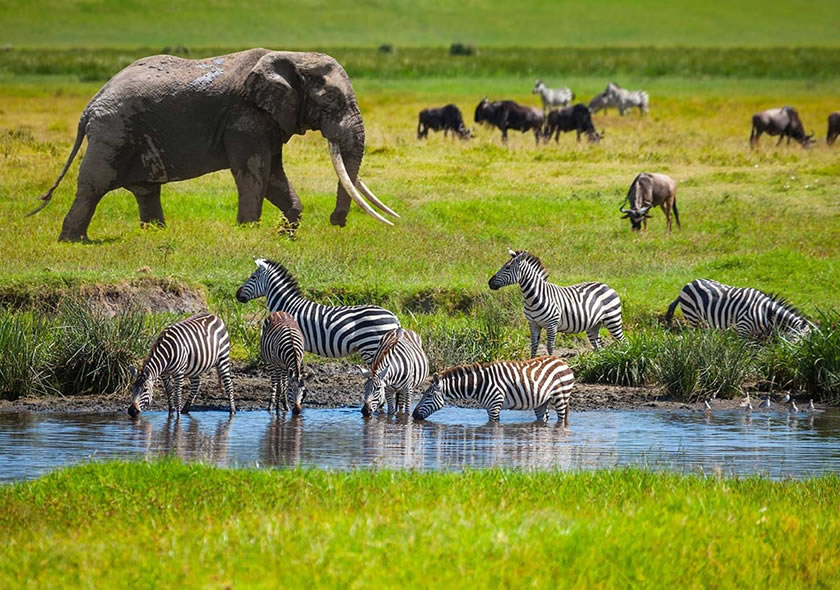 4 Days Tanzania Luxury Safari