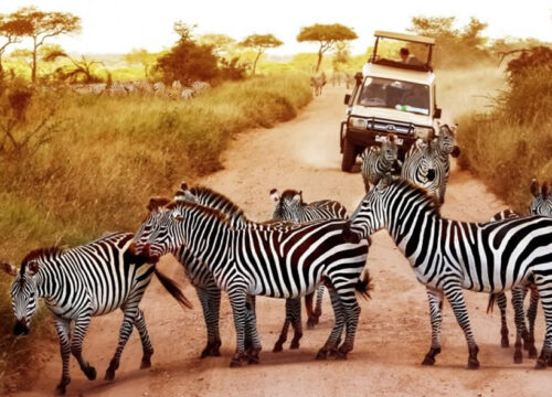 5 Days Tanzania Luxury Safari