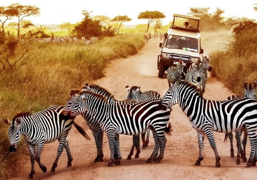 5 Days Tanzania Luxury Safari