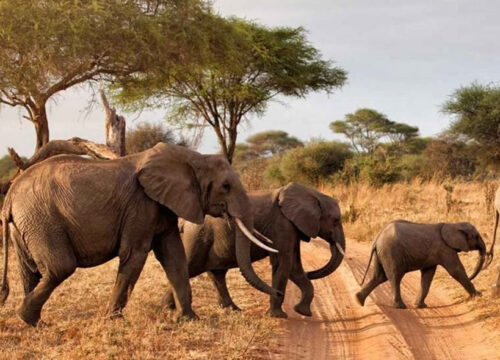 6 Days Tanzania Luxury Safari