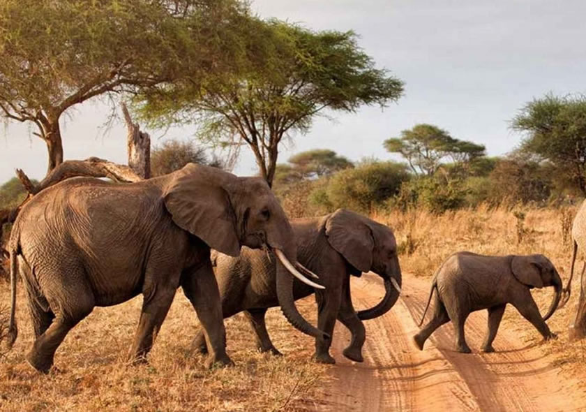 6 Days Tanzania Luxury Safari