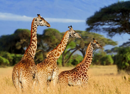 2 Days Tanzania camping Safari